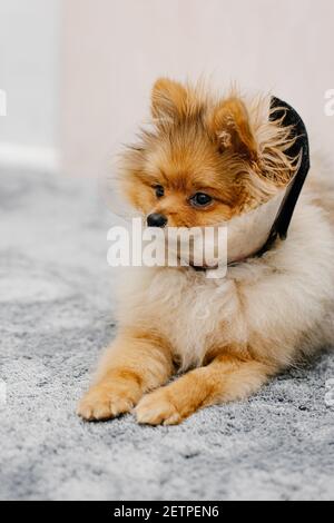 Niedlicher pommerischer Hund in einem elisabethanischen Schutzkragen nach der Operation liegt auf dem Boden. Stockfoto