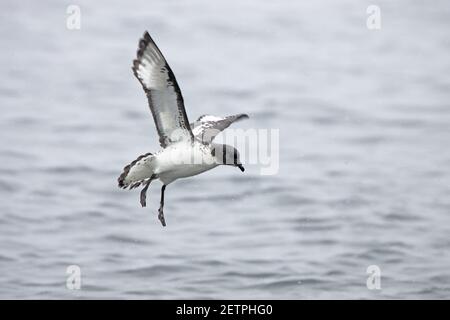 Cape Petrel - Kommen in landDaption Capense Brown Bluff Antarktis BI012642 Stockfoto