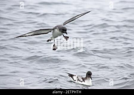 Cape Petrel - Kommen in landDaption Capense Brown Bluff Antarktis BI012645 Stockfoto