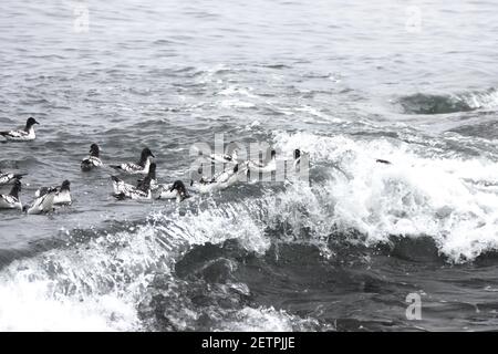 Cape Petrel - Riding WaveBrown Bluff Antarctica BI012688 Stockfoto