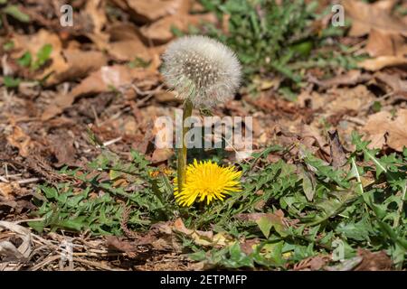 Löwenzahn (Taraxacum), Isehara City, Präfektur Kanagawa, Japan Stockfoto