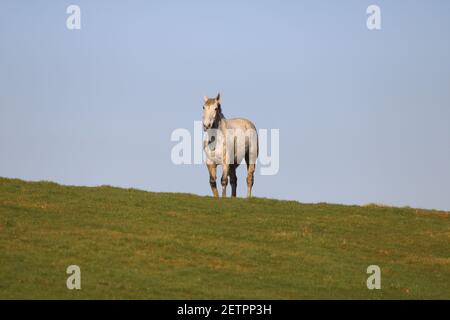 Ein weißes Pferd, das auf einem Weidefeld mit grünem Gras steht Stockfoto