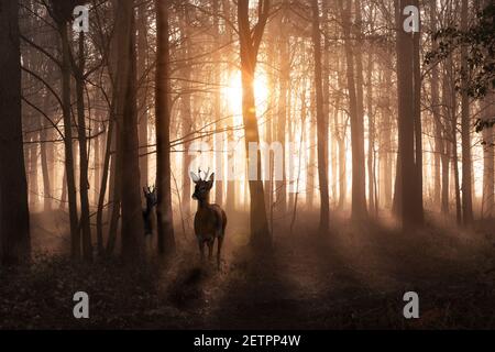 Junge Hirsche in einem Sonnenaufgang und nebligen Winterwald. Natürliche Waldlandschaft Morgendämmerung Landschaft in Norfolk England. Dunkle Schatten und goldene Morgensonne Stockfoto