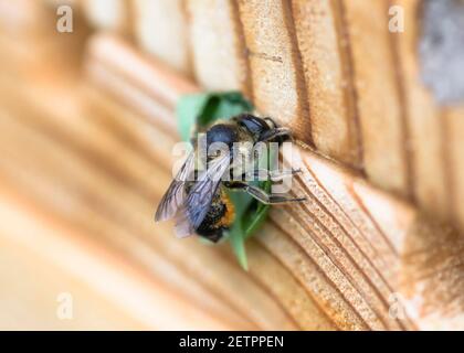 Blattkutter Biene (Megachile) stopft ihr Nest mit Blattschnetzen. Stockfoto