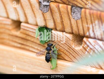 Blattkutter Biene (Megachile) hält Blatt, um ihr Nest zu verstopfen und zeigt fertig versiegelte Rote Mason Bienennester oben. Stockfoto