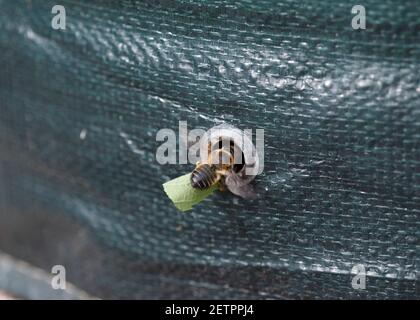 Blätterbiene (Megachile), die in ein Drainageboch in einen Kartoffelsack mit Blattfragment für ihr Nest eintritt. Stockfoto