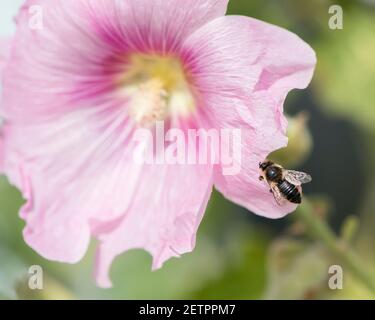 Blattkutter Biene (Megachile sp) schneidet Blütenblatt für ihr Nest. Stockfoto