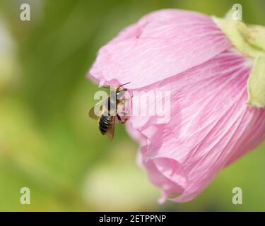 Blattkutter Biene (Megachile sp) schneidet Blütenblatt für ihr Nest. Stockfoto