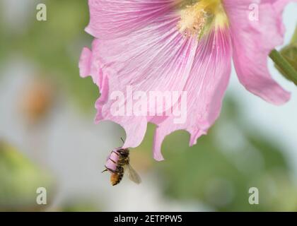 Blattschneiderbiene (Megachile sp), die frisch geschnittenes Blütenblatt für ihr Nest trägt. Stockfoto