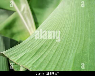 Nahaufnahme Detail mit einem Bananenblatt. Musa paradisiaca oder dworf Cavendish Laub. Stockfoto