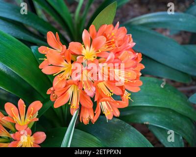 Orange Clivia miniata, die Natal-Lilie oder Buschlilie Blume. Orangenblüte. Stockfoto