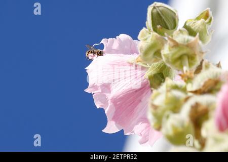 Einsames Blatt schneidende Biene, die Blütenblatt von einem Hollyhock schneidet, um ihr Nest mit zu befüllen. Stockfoto