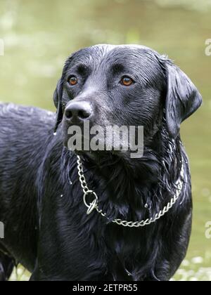 Ein schwarzer Hund steht tropfnass nach dem Spielen im Wasser. Stockfoto