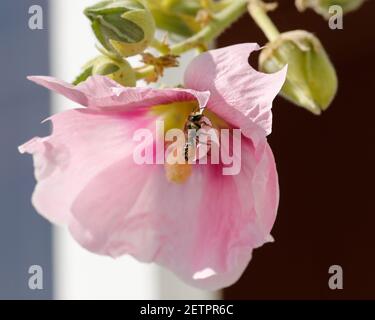 Einsames Blatt schneidende Biene, die Blütenblatt von einem Hollyhock schneidet, um ihr Nest mit zu befüllen. Stockfoto