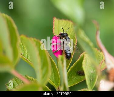 Einsame Blattkutter Biene (Megachile) ruht mit einem Rosenblatt als Sie macht sich auf den Weg zu ihrem Nest Stockfoto