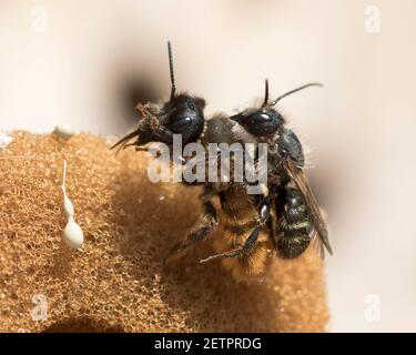 Rote Maurer Bienen (Osmia bicornis) Paarung mit dem Männchen Übertragung Pollen Milbe Schädlinge auf das Weibchen und infizieren Nest.. Stockfoto