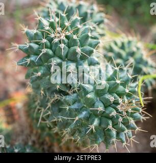 Mammillaria magnimamma oder centricirrha, gemeinsame Bezeichnung mexikanische Nadelkissen Kaktuspflanze. Stockfoto