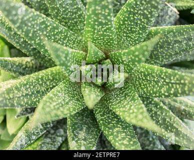 Nahaufnahme Detail mit Haworthia Sukkulenten Plan im Garten. Stockfoto