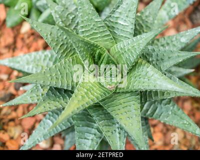 Nahaufnahme Detail mit dem Laub von Haworthiopsis limifolia, früher Haworthia limifolia Fairy Washboard Stockfoto