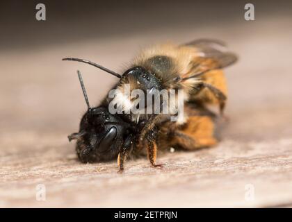 Nahaufnahme der Rotmauerbienen (Osmia bicornis) Paarung. Stockfoto