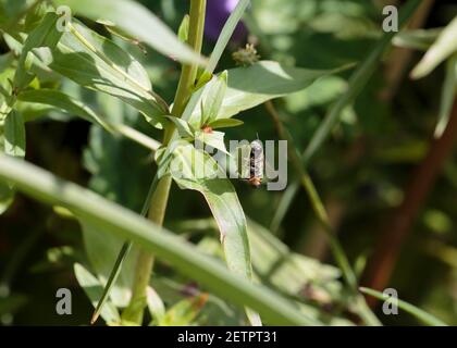 Blattkutter Biene (Megachile sp) trägt frisch geschnittenes Lythrum Blatt Stockfoto