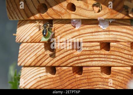 Blätterbiene (Megachile sp) stockt ihr Nest mit Blattfragment, nachdem sie zuvor rosa Rosenblüten verwendet hatte. Stockfoto