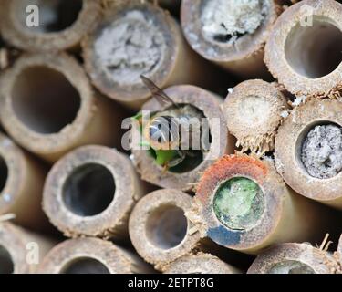 Einsame Biene, Megachile arrangiert Blattfragmente in ihrem Nest im Bienenhotel Stockfoto