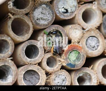 Einsame Biene, Megachile arrangiert Blattfragmente in ihrem Nest im Bienenhotel Stockfoto