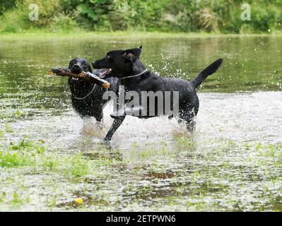 Zwei Hunde spielen mit einem Stock im Wasser. Stockfoto