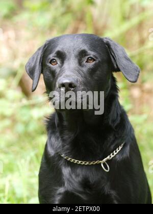 Ein schwarzer labrador sitzt in einem Wald. Stockfoto