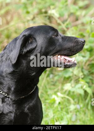 Ein schwarzer labrador sitzt in einem Wald. Stockfoto