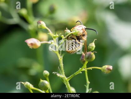 Soziale Wespe trinkenden Nektar aus Figwort, ihrer Lieblingspflanze. Stockfoto