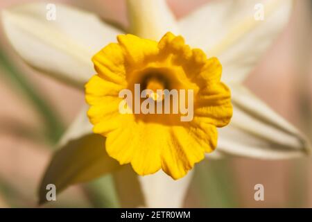Eine Nahaufnahme einer voll blühenden Narzissengelben Blume Vor einem unscharfen Hintergrund Stockfoto