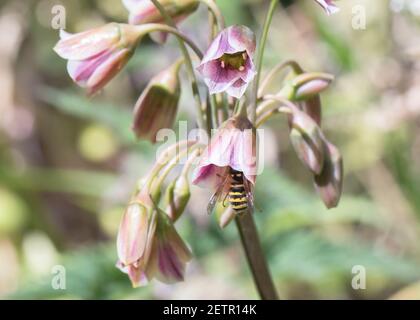 Gewöhnliche Wespe trinkenden Nektar von einer Lieblingspflanze, sizilianischen Honig Knoblauch (Nectaroscordum). Stockfoto