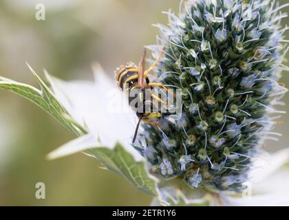 Waldwespe (Dolichovepula sylvestris) Nectaring on Eryngium giganteum 'Miss Willmotts Geist' Stockfoto