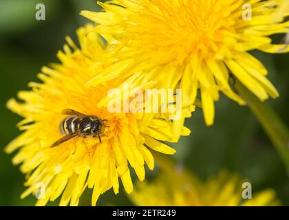 Baumwespe (Dolichovepula sylvestris) nectaring auf einer Löwenzahn Blume, Frühling. Stockfoto