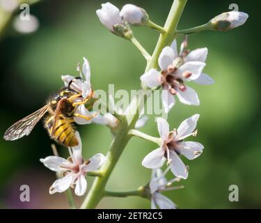 Baumwespe (Dolichovepula sylvestris) nectaring auf Verbascum blattaria 'White Blush'. Stockfoto