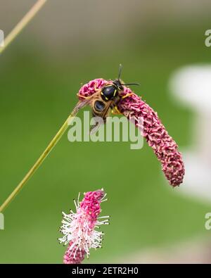 Soziale Wespe trinkenden Nektar aus rosa Sanguisorba tenuifolia 'Pink Elephant' Stockfoto