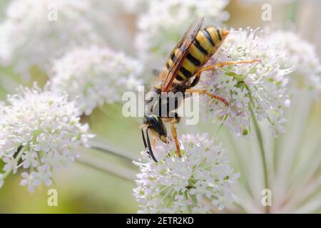 Baumwespe (Dolichovepula sylvestris) nectaring auf einer weißen Blume Stockfoto