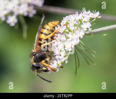 Nahaufnahme der Baumwespe (Dolichovespula sylvestris) Nectaring auf weiße Blume Stockfoto