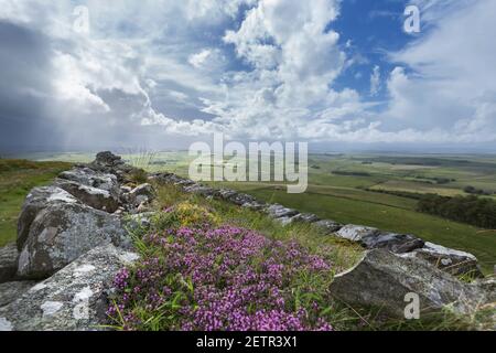 Wilder Thymian auf einem mit Rasen bedeckten Abschnitt der Hadrian's Wall auf Winshield Crags, Northumberland, Großbritannien Stockfoto