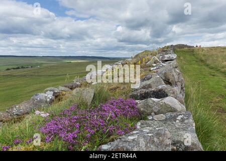 Wilder Thymian auf einem mit Rasen bedeckten Abschnitt der Hadrian's Wall auf Winshield Crags, Northumberland, Großbritannien Stockfoto