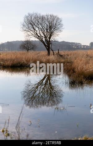 Newshot Island Renfrewshire Stockfoto