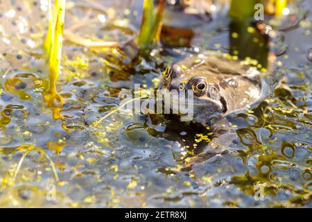 Gewöhnlicher Frosch (Rana temporaria) schwimmt in einem Gartenteich und ist von Frogspawn umgeben, Sussex, England, Großbritannien