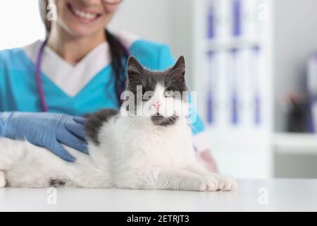 Frau Tierarzt in Schutzhandschuhen streicheln Katze Nahaufnahme Stockfoto