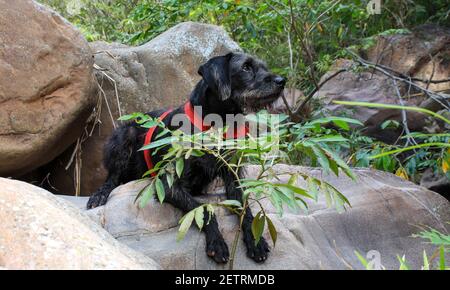 Nahaufnahme eines deutschen drahtsoired Pointer Hundes liegend Auf den Felsen Stockfoto