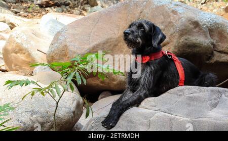 Nahaufnahme eines deutschen drahtsoired Pointer Hundes liegend Auf den Felsen Stockfoto