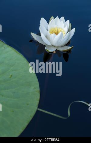 Eine schöne Wasserpflanze, die weiße Seerose Nymphaea alba in einem sauberen, ruhigen Waldsee. Stockfoto