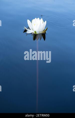 Schöne Wasserpflanze, weiße Seerose Nymphaea alba in einem sauberen, ruhigen See im Wald. Stockfoto