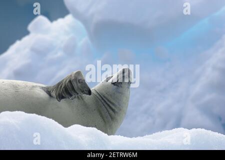 Crabeater Seal - auf Eisschläuchen Lobodon carcinophagus La Maire Channel Antarktische Halbinsel MA000990 Stockfoto